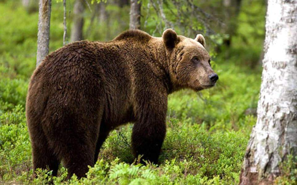 Φλώρινα: Αρκούδα βγήκε βόλτα στο κέντρο της πόλης- Την «πήραν» στο κυνήγι αδέσποτα