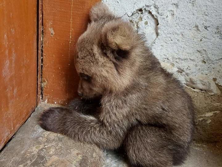 Φλώρινα: Απροσδόκητος επισκέπτης ένα μικρό και φοβισμένο αρκουδάκι