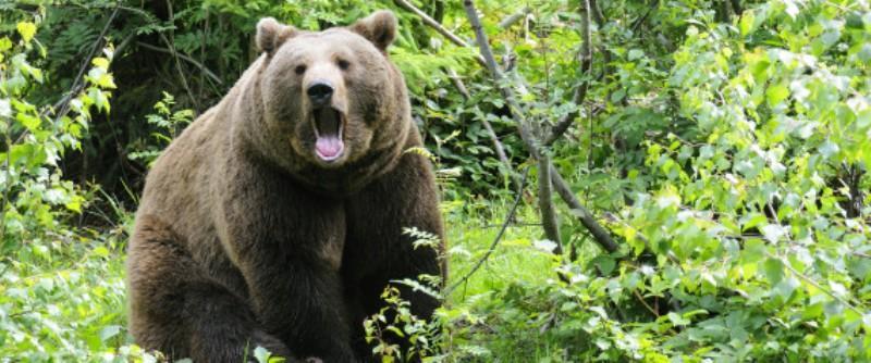Καστοριά: Καφέ αρκούδα κάνει μονόζυγο για να φάει κεράσια και «γκρεμίζει» δέντρο