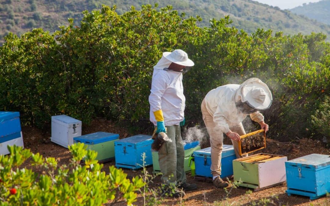 Αυξημένη παραγωγή μελιού περιμένουν τη φετινή χρονιά οι μελισσοκόμοι
