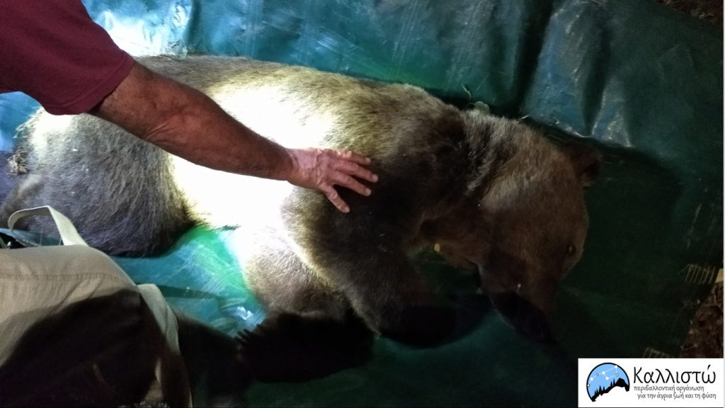 Καστοριά: Απομακρύνθηκε αρκούδα από κατοικημένη περιοχή