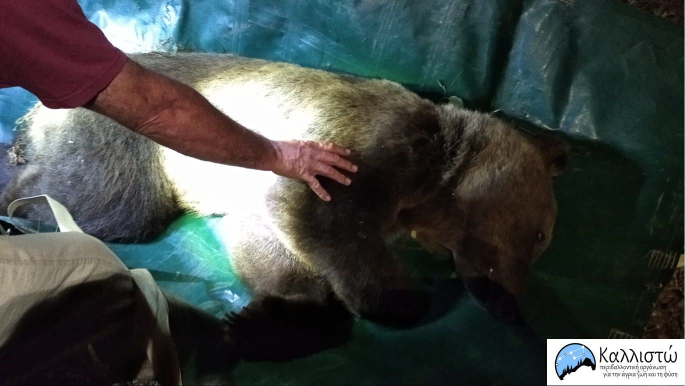 Απομάκρυνση εξοικειωμένης αρκούδας από κατοικημένη περιοχή της  Καστοριάς