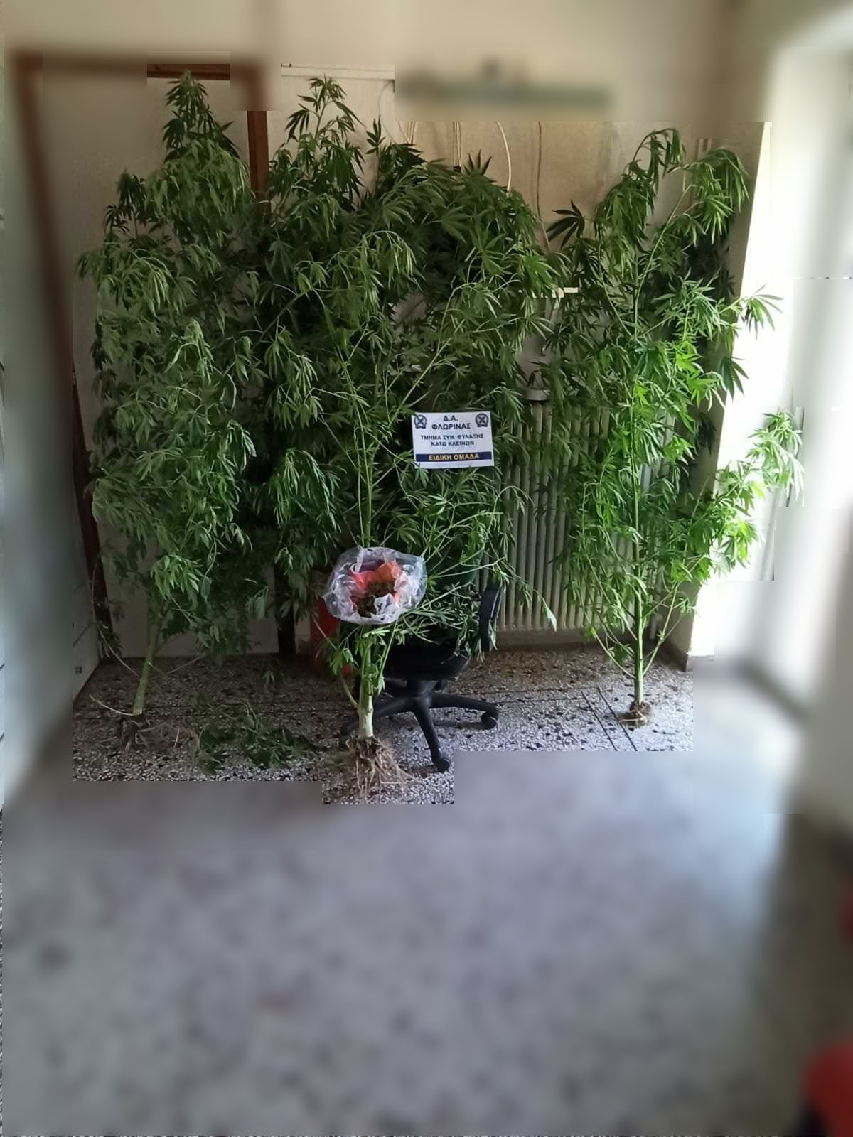 Συνελήφθη 60χρονος σε περιοχή της Φλώρινας για καλλιέργεια δενδρυλλίων κάνναβης και  κατοχή ναρκωτικών ουσιών