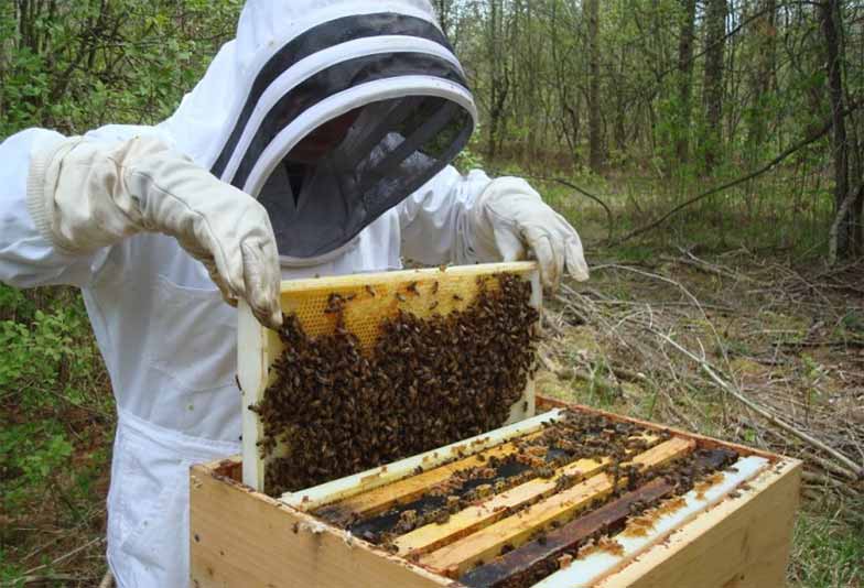 Τα ποσά ενίσχυσης προς τους μελισσοκόμους