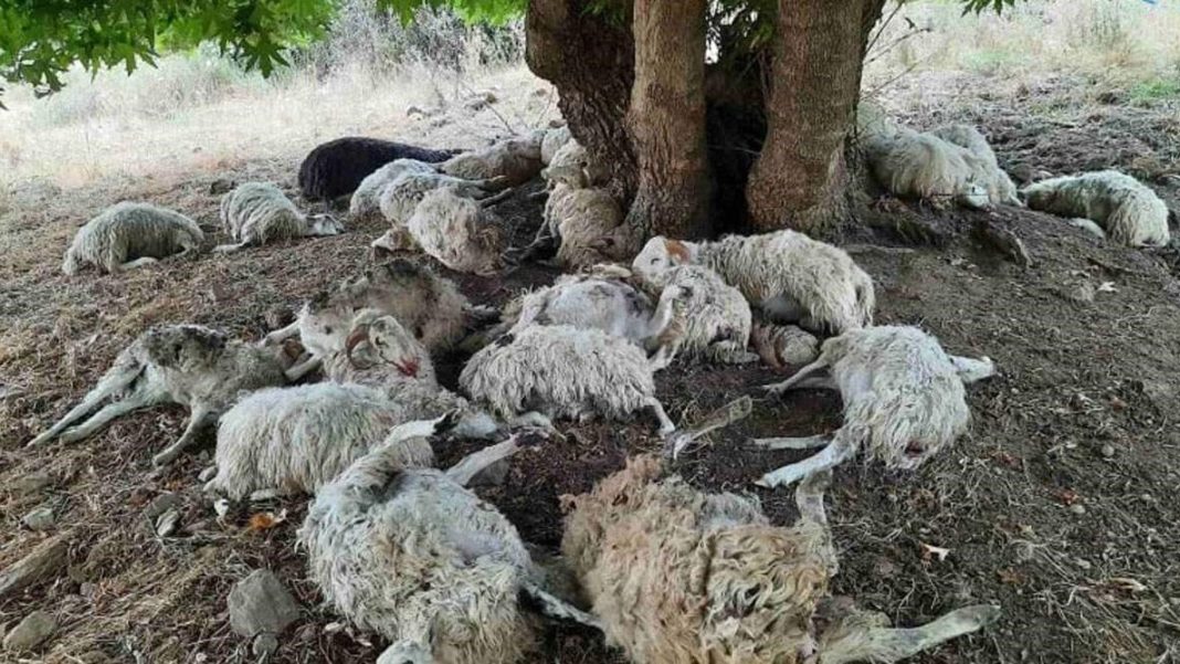 Κεραυνός σκότωσε κοπάδι με πάνω από 50 πρόβατα στο Μέτσοβο