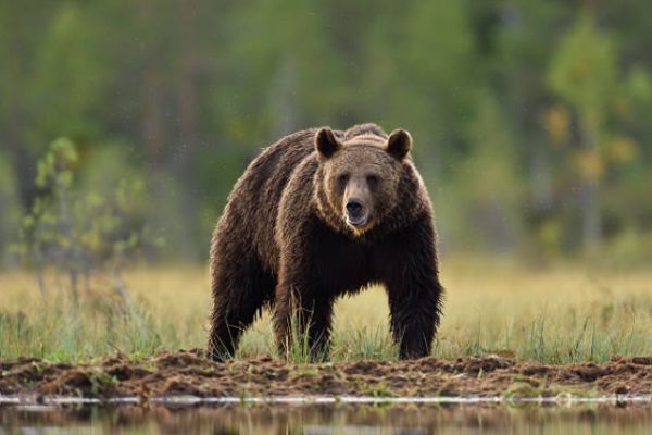 ΥΠΕΝ: Ενέργειες για τα περιστατικά θανάτωσης αρκούδων