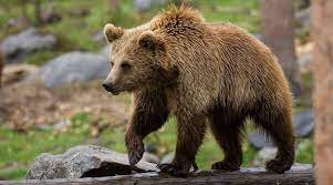 Φλώρινα: Πυροβόλησαν και σκότωσαν αρκούδες στο Σκλήθρο