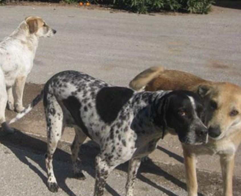 Ατύχημα στην Κωνσταντίνου Ταλιαδούρη από δύο αδέσποτους σκύλους