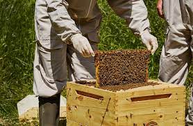 Κέντρο Μελισσοκομίας Δυτικής Μακεδονίας: Αιτήσεις Κατεχόμενων Κυψελών 2022 από 1/09/2022 έως 20/10/2022