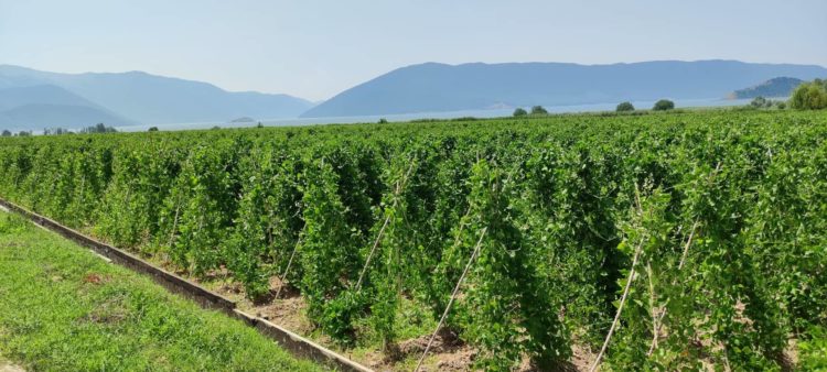 Καστοριά: Έκλεψαν φασόλια από χωράφια