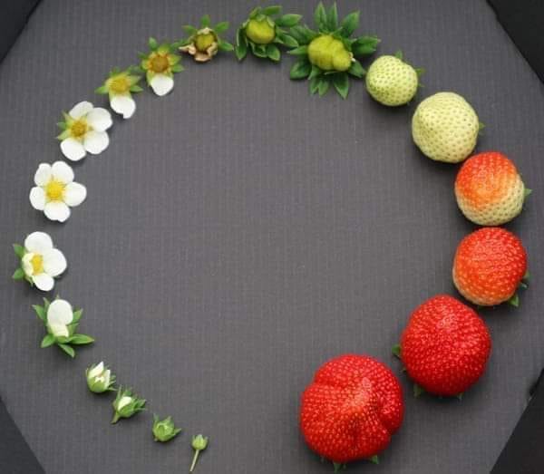 ο Κύκλος της Ζωής μιας Φράουλας… * Του Ευθύμη Πολύζου