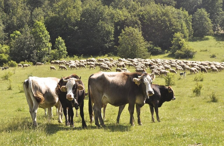 Κτηνοτροφία: Πήρε ΦΕΚ η ενίσχυση των κτηνοτρόφων – Τα ποσά ανά κλάδο