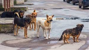 Περισσότερα από 500 αδέσποτα σκυλιά στην πόλη και στα χωριά του Δήμου Γρεβενών