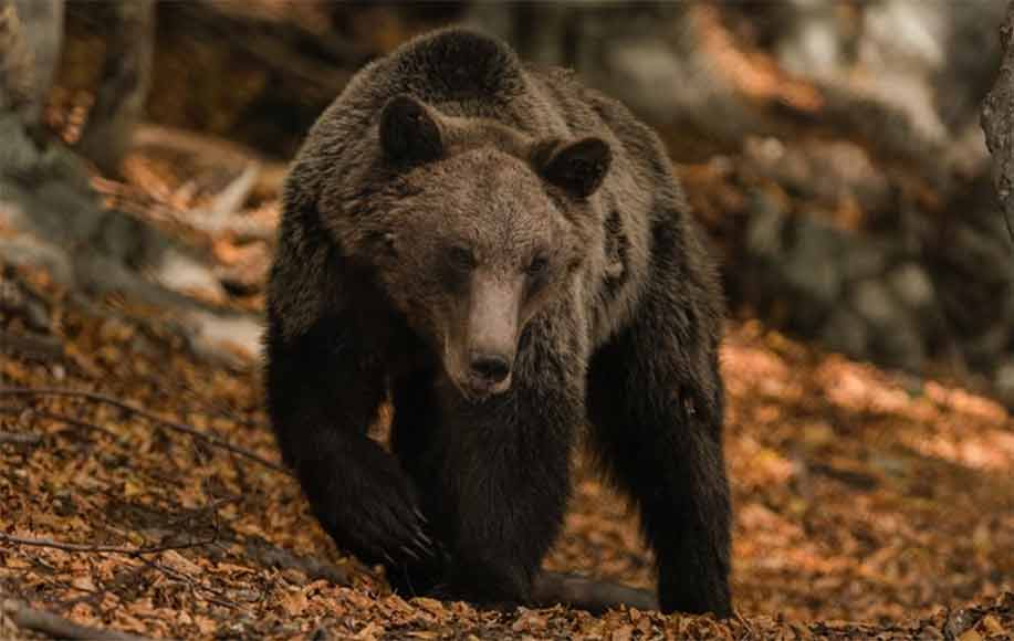 Ξύπνιες οι αρκούδες της Πίνδου, λόγω της θερμοκρασίας