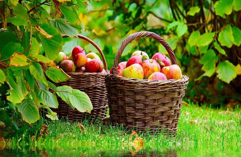 Καστοριά: «Κακή» χρονιά για τα μήλα – Πάνω από 18 ευρώ η απώλεια εισοδήματος