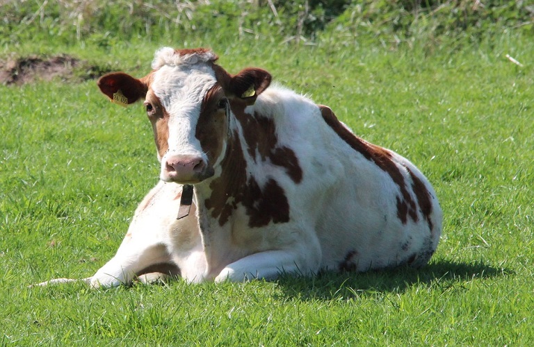 Σε αφανισμό οδηγείται η γαλακτοπαραγωγός αγελαδοτροφία