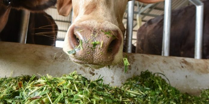 ΥΠΑΑΤ: Εξετάζει λύση για ένταξη νεοεισερχόμενων κτηνοτρόφων στις αποζημιώσεις για ζωοτροφές