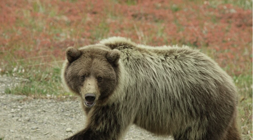 Τι αποκαλύπτει ανάλυση DNA για την καφέ αρκούδα σε Πίνδο, Ροδόπη και Πρέσπες