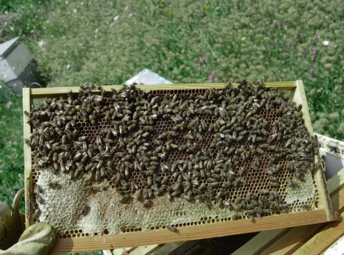 Μελισσοκομικός Σύλλογος Γρεβενών: Γενική Συνέλευση τη Δευτέρα 27 Φεβρουαρίου