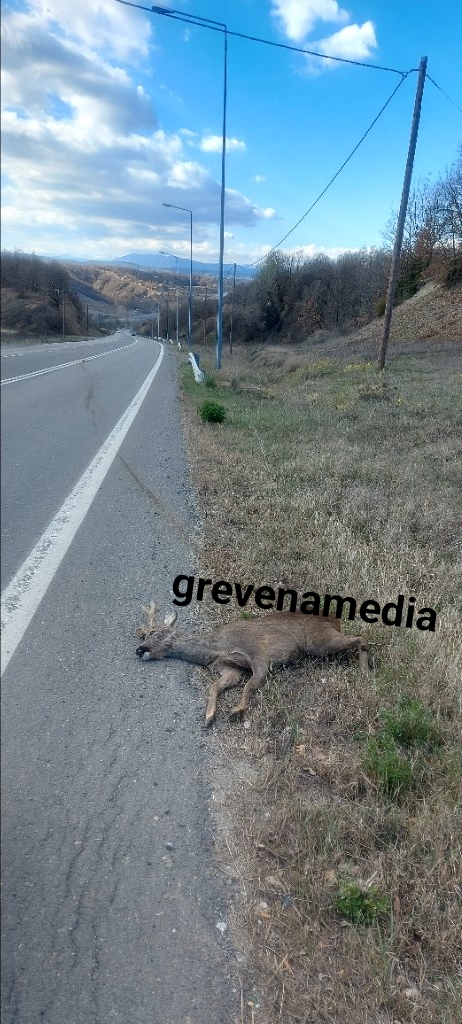 Γρεβενά: Αυτοκίνητο χτύπησε και σκότωσε ζαρκάδι