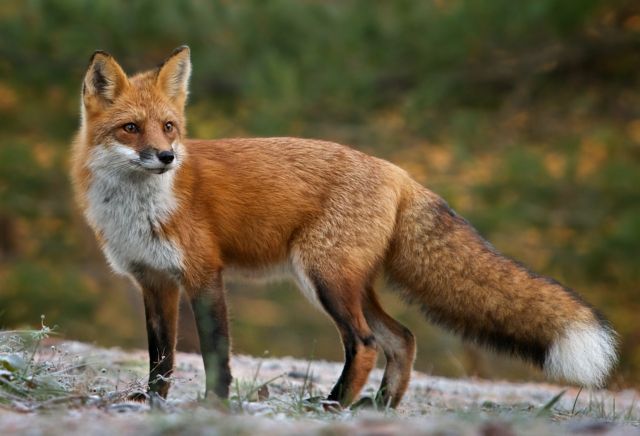 Υποδιεύθυνση Κτηνιατρικής Γρεβενών: Προσπάθεια επανεμβολιασμού των κόκκινων αλεπούδων