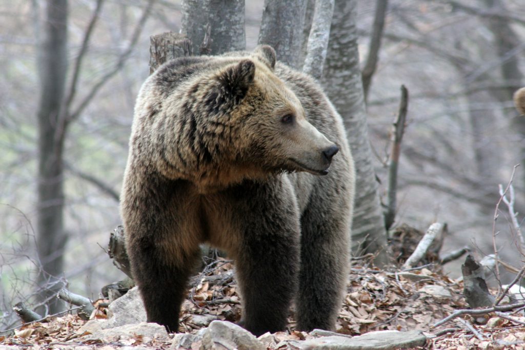 Δυτική Μακεδονία: Κάμερες με τεχνητή νοημοσύνη για τις αρκούδες και τα αγριογούρουνα