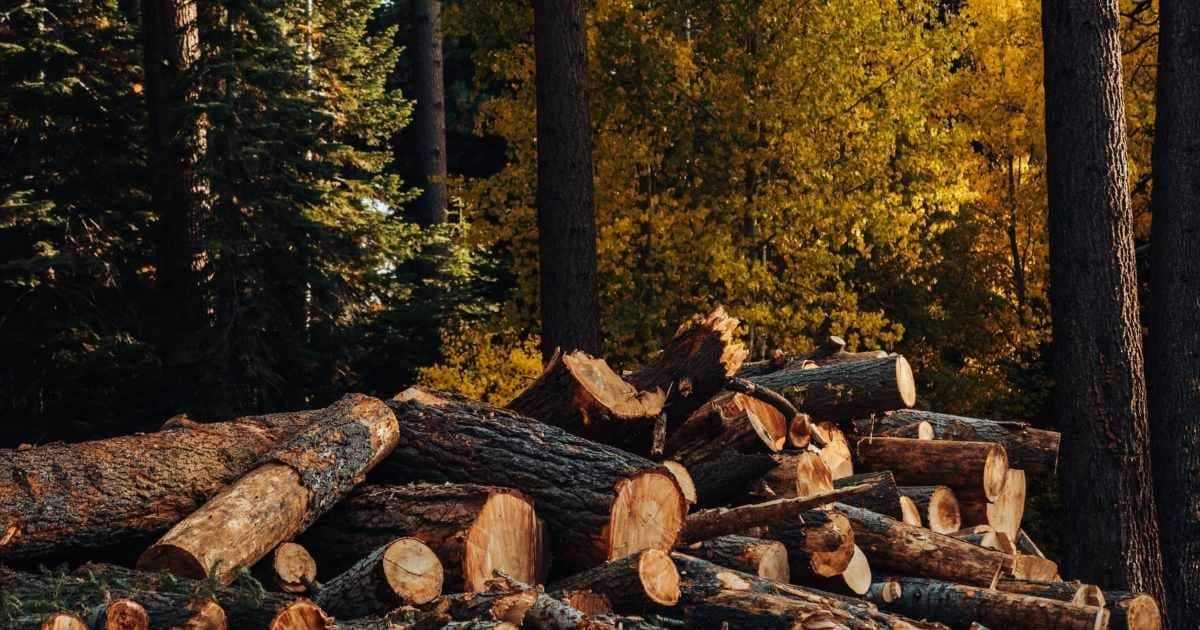 Στην Εισαγγελία Εφετών Δυτικής Μακεδονίας ο φάκελος για το δάσος Αηδονίων. Εμπλέκονται εννέα αιρετοί του Δήμου Γρεβενών