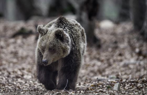 Νεαρή αρκούδα διασχίζει το δρόμο στην είσοδο της Καστοριάς
