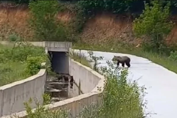 Απεγκλώβισαν τρία αρκουδάκια στη Φλώρινα