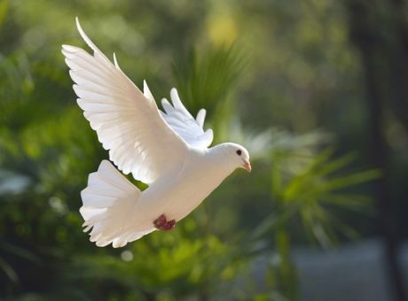Αγίου Πνεύματος: Τι συμβολίζει η ημέρα