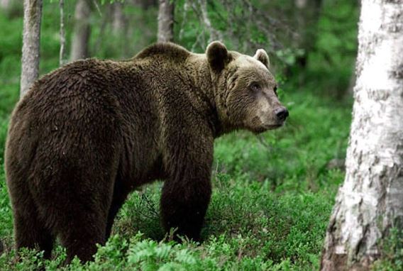 Αρκούδα κόβει βόλτες σε χωριό στα Τρίκαλα
