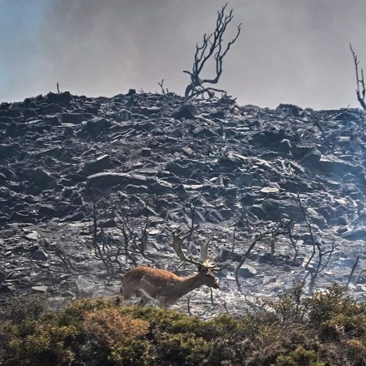 Ελαφάκι προσπαθεί να γλυτώσει από τη Φωτιά… ανάμεσα στα χωριά Κιοτάρι και Γεννάδι… στην Ρόδο… Φωτογραφία: Spyros Bakalis *Του Ευθύμη Πολύζου