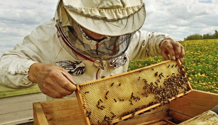 Διεύθυνση Αγροτικής Οικονομίας Π.Ε. Γρεβενών: Αιτήσεις κατεχόμενων κυψελών για μελισσοκόμους