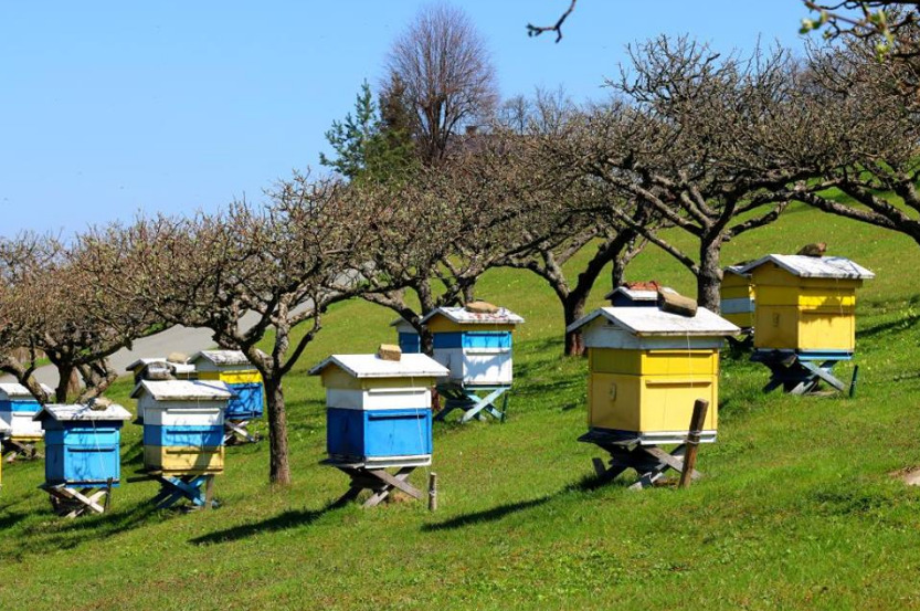 Μελισσοκόμοι: Καταδικασμένη μία περιοχή χωρίς μελισσοκομία