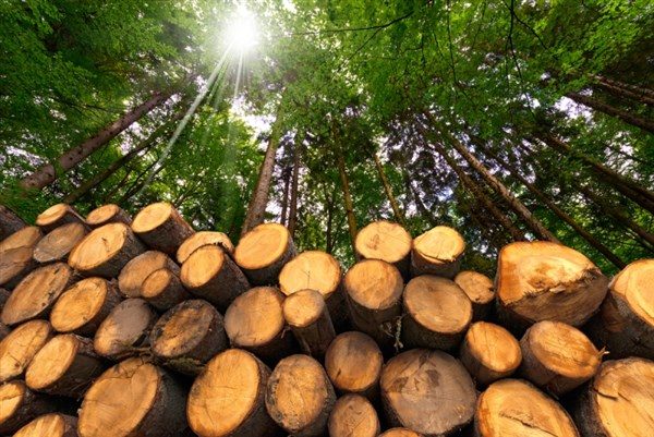 Δάση: Επιδοτήσεις 150 εκατ. τον χρόνο για την απομάκρυνση βιομάζας