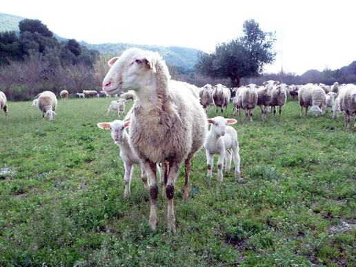 ΠΑΑ: Στα 9 εκατ. ευρώ οι γενετικοί πόροι στην κτηνοτροφία