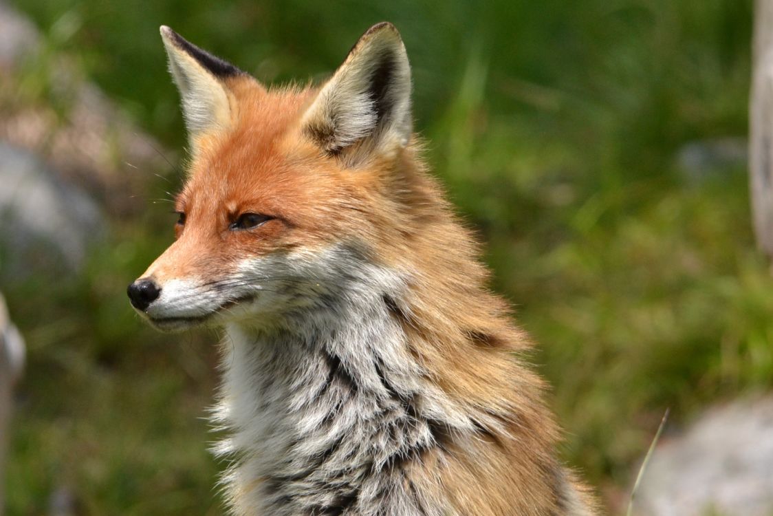 Ενημέρωση του κοινού σχετικά με τη λύσσα στα ζώα και τους εμβολιασμούς των κόκκινων αλεπούδων με εμβόλια-δολώματα λόγω της έναρξης της φθινοπωρινής εκστρατείας του 2023
