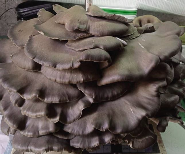 Σιάτιστα: Βρήκε αποικία μανιταριών πλευρώτους σχεδόν 10 κιλών