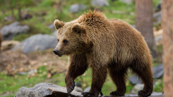 Καστοριά: Συνεχίζονται οι έρευνες για την εκτέλεση της αρκούδας και των μικρών της