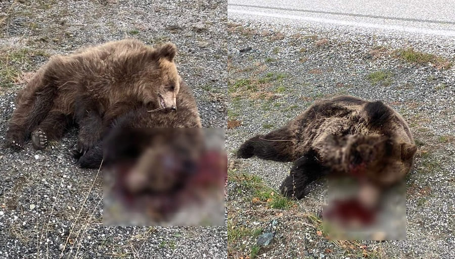 Πυροβόλησαν θανάσιμα αρκούδες στην εθνική οδό Ιωαννίνων – Κοζάνης