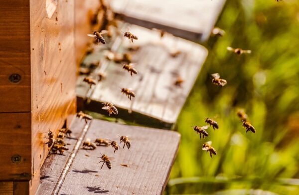 Εγκρίθηκε η επιχορήγηση για τη «Λειτουργία Κέντρων Μελισσοκομίας»
