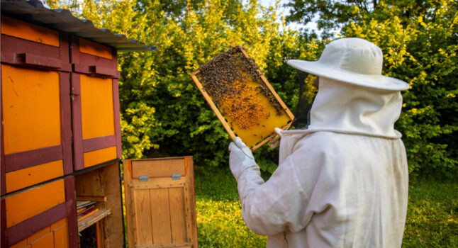 Μελισσοκόμοι: Πανελλαδική διαμαρτυρία την Πέμπτη 1η Φεβρουαρίου