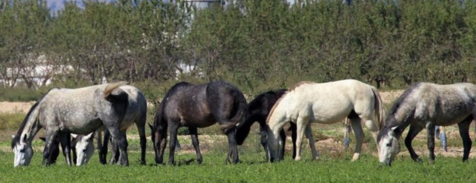 Σοκάρει ο κτηνίατρος για τα νεκρά άλογα – “Αφαιρέθηκαν με χειρουργική ακρίβεια 750 κιλά κρέας”