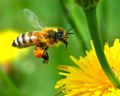 Γενική Συνέλευση Μελισσοκομικού Συλλόγου Γρεβενών