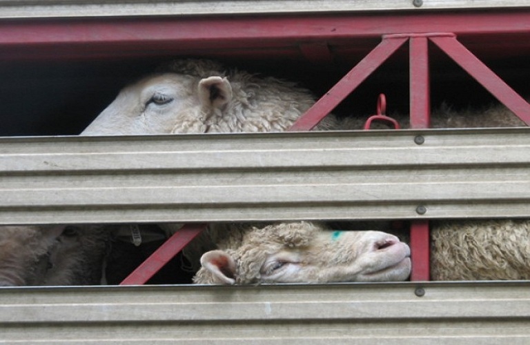 Υποδιεύθυνση Κτηνιατρικής Π.Ε. Γρεβενών: Σεμινάριο μεταφορέων ζώντων ζώων από το Υπουργείο Αγροτικής Ανάπτυξης και Τροφίμων