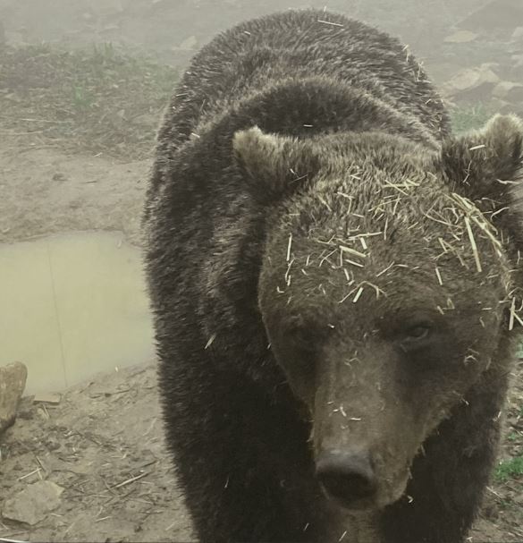 Νυμφαίο Φλώρινας: Ξύπνησε η πρώτη αρκούδα από τον χειμέριο ύπνο