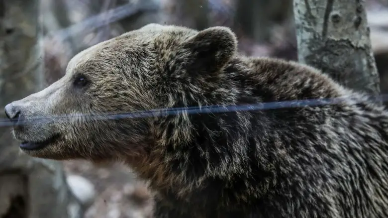 Νεκρή αρκούδα από δηλητηριασμένο δόλωμα στην Αβδέλλα