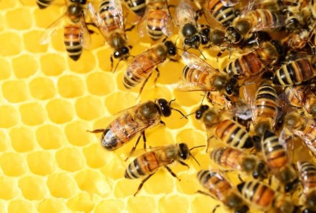Περιφερειακή Ενότητα Καστοριάς: Προστασία των μελισσών από χημικούς ψεκασμούς