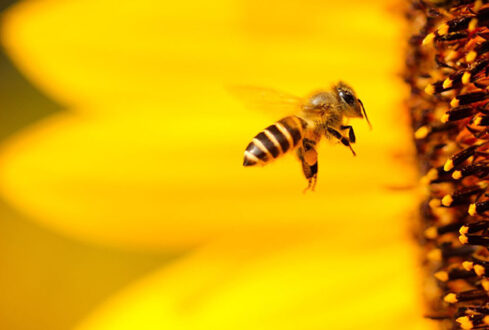 Κέντρο Μελισσοκομίας Δυτικής Μακεδονίας: Αντικατάσταση κυψελών και κινητών βάσεων – Οικονομική ενίσχυση νομαδικής μελισσοκομίας