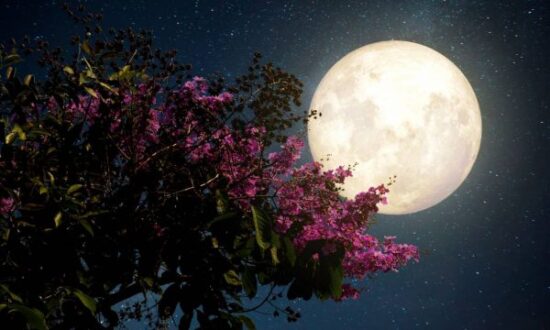 Πανσέληνος Μαΐου: Πότε θα γίνει ορατό το «Φεγγάρι των Λουλουδιών»